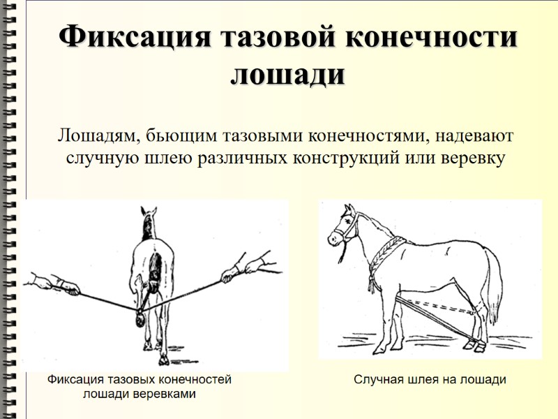 Фиксация тазовой конечности лошади Случная шлея на лошади  Фиксация тазовых конечностей лошади веревками